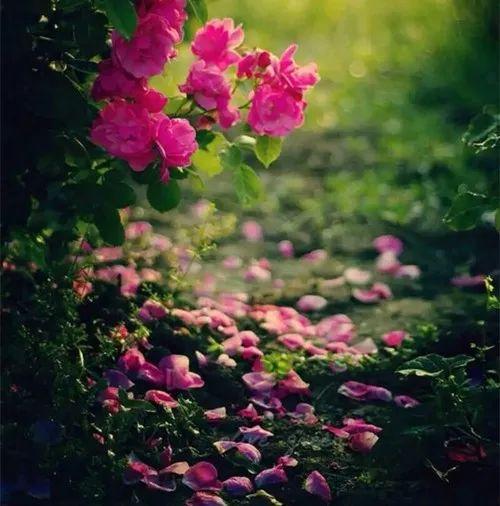 一念花开一念花落,心念之间的微妙变幻